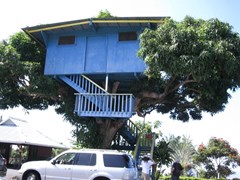 木の上にある家
