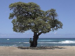 モクレイアのビーチに佇む一本木
